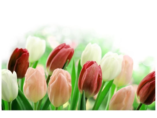 Fototapeta, Czerwone tulipany, 8 elementów, 400x268 cm Oobrazy