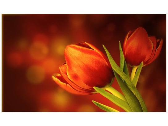 Fototapeta, Czerwone tulipany, 9 elementów, 402x240 cm Oobrazy