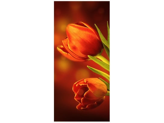 Fototapeta Czerwone tulipany, 95x205 cm Oobrazy