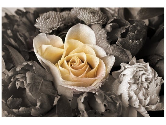 Fototapeta, Delikatna róża, 8 elementów, 368x248 cm Oobrazy