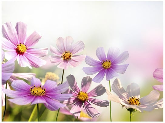 Fototapeta Delikatne kwiaty, 2 elementy, 200x150 cm Oobrazy