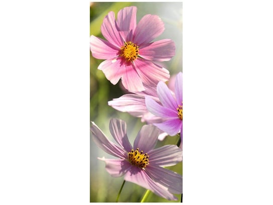 Fototapeta Delikatne kwiaty, 95x205 cm Oobrazy