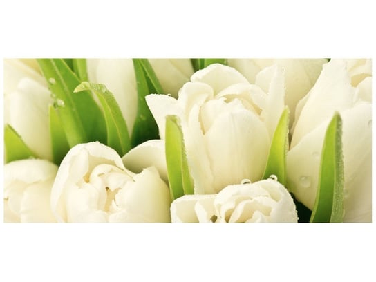 Fototapeta, Delikatne tulipany, 12 elementów, 536x240 cm Oobrazy