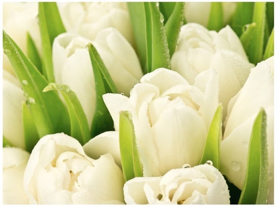 Fototapeta Delikatne tulipany, 2 elementy, 200x150 cm Oobrazy
