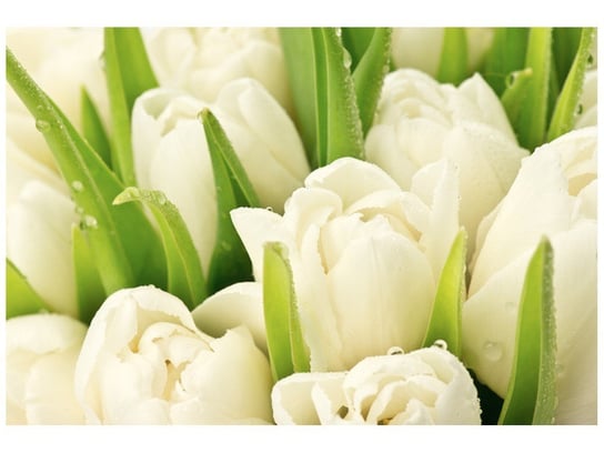 Fototapeta Delikatne tulipany, 200x135 cm Oobrazy