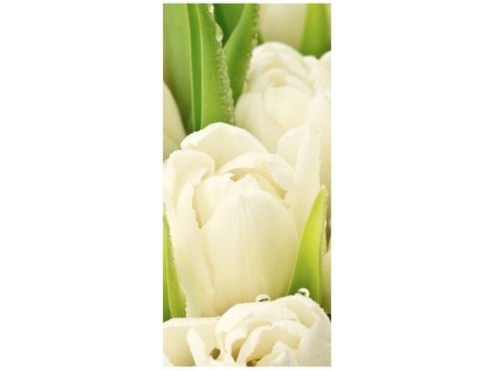 Fototapeta Delikatne tulipany, 95x205 cm Oobrazy