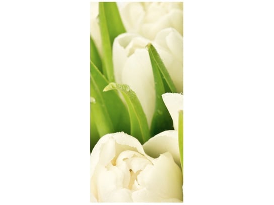 Fototapeta Delikatne tulipany, 95x205 cm Oobrazy