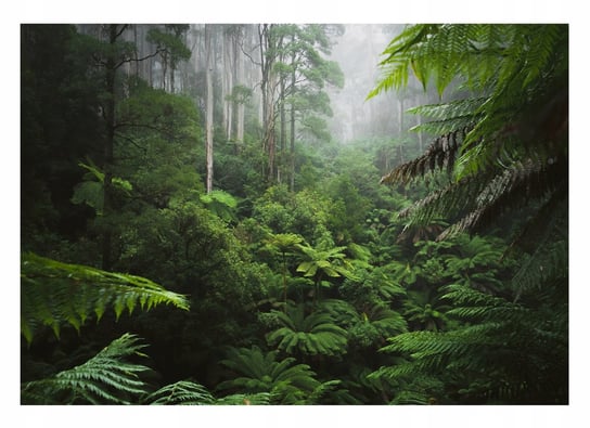 Fototapeta DESZCZOWY LAS 3D Dżungla Mgła 368x254 Consalnet