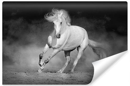 Fototapeta do Biura, MURALO, Czarno-Biały Koń Dekor 270cm x 180cm Muralo