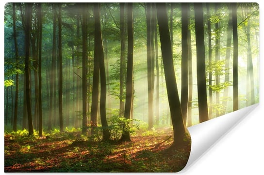 Fototapeta Do Salonu LAS Drzewa Pejzaż Wschód Słońca Efekt 3D 300cm x 210cm Muralo