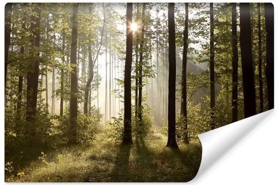 Fototapeta Do Salonu Promienie Słońca LAS Pejzaż Natura Efekt 3D 180cm x 120cm Muralo