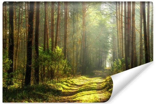 Fototapeta Do Salonu Ścieżka W Słonecznym LESIE Natura Pejzaż 3D 90cm x 60cm Muralo