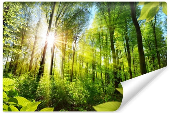 Fototapeta Do Salonu Słońce Drzewa Las Pejzaż Efekt 3D Natura 135cm x 90cm Muralo