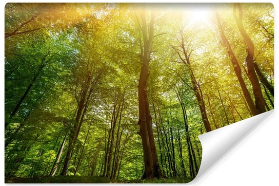 Fototapeta Do Salonu Słońce Nad Drzewami LAS Pejzaż Natura 3D 135cm x 90cm Muralo