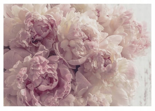 Fototapeta Do Sypialni Kwiaty Róże Piwonie Tapeta Do Salonu Na Ścianę Flizelina 416x254 Consalnet
