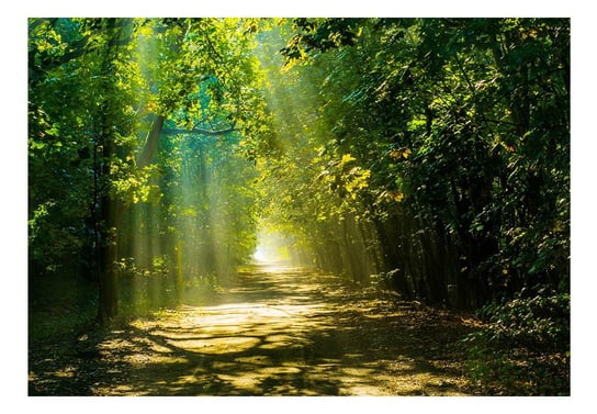 Fototapeta, Droga w słońcu, 250x175 cm DecoNest