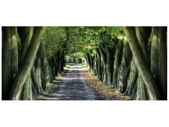 Fototapeta, Droga wśród drzew, 12 elementów, 536x240 cm Oobrazy