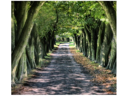 Fototapeta, Droga wśród drzew, 6 elementów, 268x240 cm Oobrazy