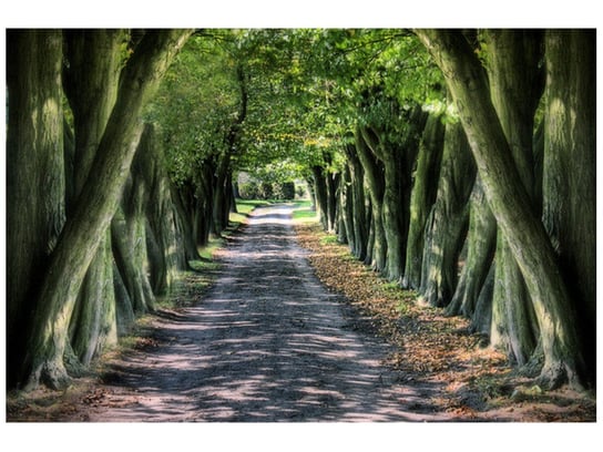 Fototapeta, Droga wśród drzew, 8 elementów, 400x268 cm Oobrazy