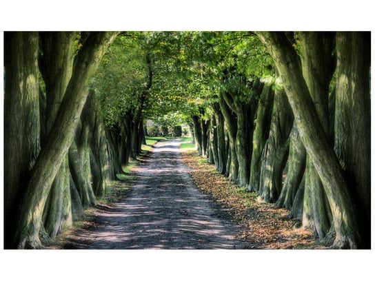 Fototapeta, Droga wśród drzew, 9 elementów, 402x240 cm Oobrazy