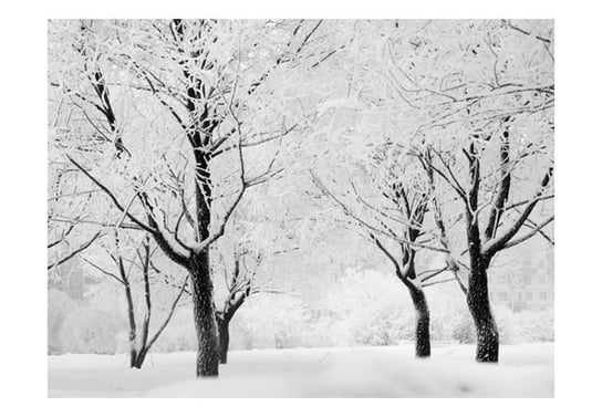 Fototapeta, Drzewa, pejzaż zimowy, 250X193 DecoNest