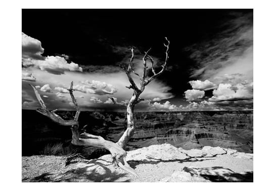 Fototapeta, Drzewo na tle Wielkiego Kanionu, 200X154 DecoNest