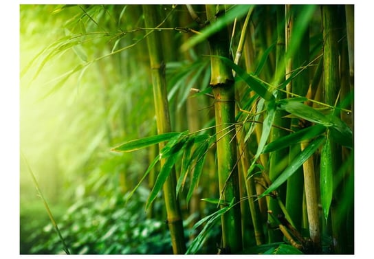 Fototapeta, dżungla, bambus, 200X154 DecoNest