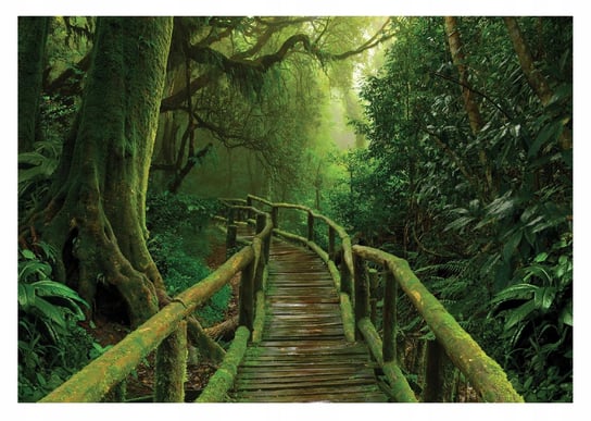 Fototapeta Dżungla Pomost Tropikalny Las 416X254 Consalnet