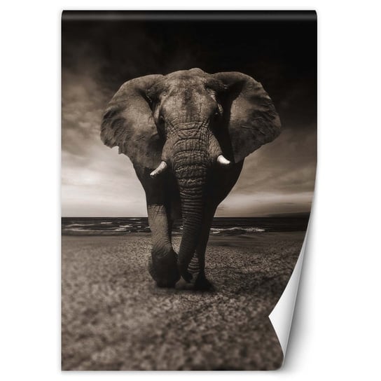 Fototapeta FEEBY, Mroczny słoń, 100x140 cm Feeby