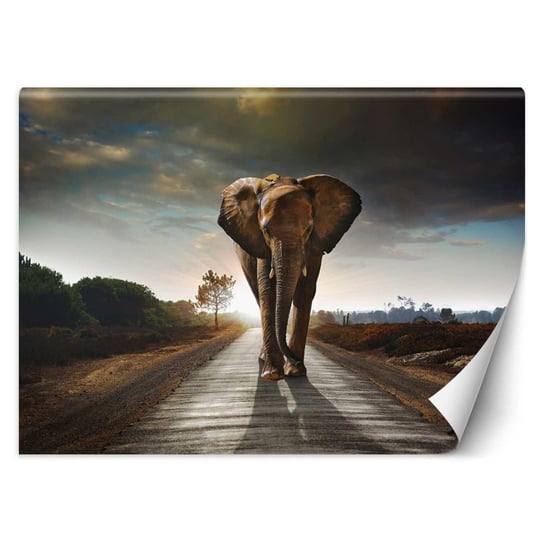 Fototapeta FEEBY Wędrujący słoń, 100x70 cm Feeby