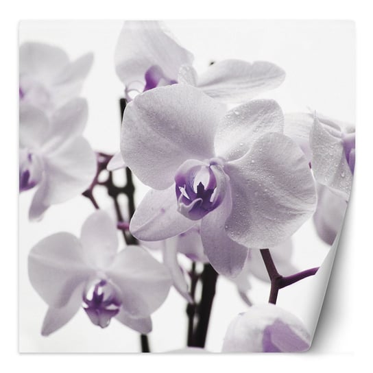 Fototapeta Fioletowa orchidea z rosą na płatkach 200x200 Feeby