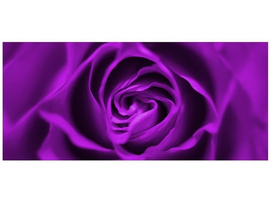 Fototapeta, Fioletowa róża, 12 elementów, 536x240 cm Oobrazy