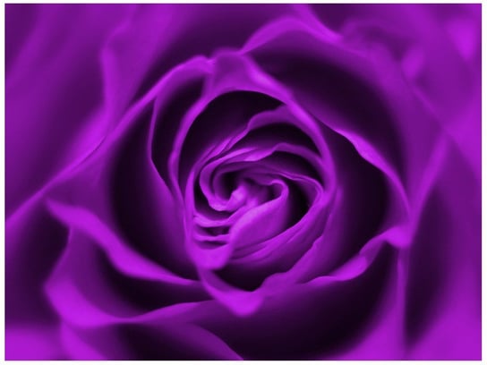 Fototapeta Fioletowa róża, 2 elementy, 200x150 cm Oobrazy
