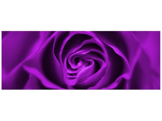 Fototapeta Fioletowa róża, 2 elementy, 268x100 cm Oobrazy