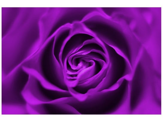 Fototapeta Fioletowa róża, 200x135 cm Oobrazy