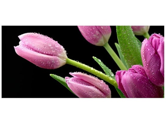 Fototapeta, Fioletowe tulipany, 12 elementów, 536x240 cm Oobrazy