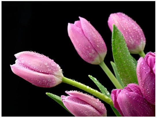 Fototapeta Fioletowe tulipany, 2 elementy, 200x150 cm Oobrazy