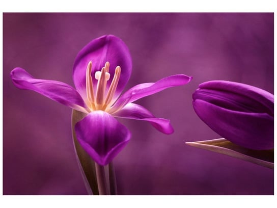Fototapeta Fioletowe tulipany, 200x135 cm Oobrazy