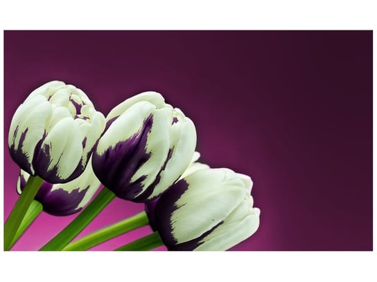 Fototapeta Fioletowe tulipany, 8 elementów, 412x248 cm Oobrazy