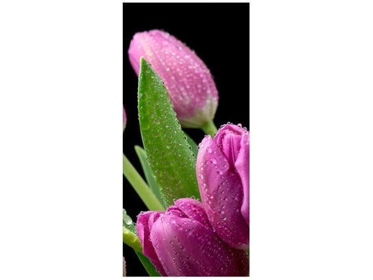 Fototapeta Fioletowe tulipany, 95x205 cm Oobrazy