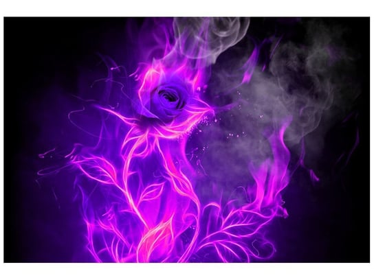 Fototapeta Fioletowy ogień róży, 200x135 cm Oobrazy