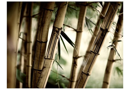 Fototapeta, Fog and bamboo forest, 200X154 DecoNest