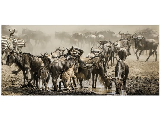 Fototapeta, Gnu podczas wędrówki, 12 elementów, 536x240 cm Oobrazy