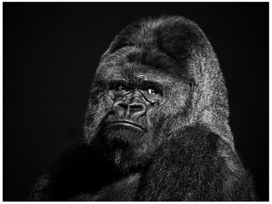 Fototapeta Gorilla Face, 2 elementy, 200x150 cm Oobrazy