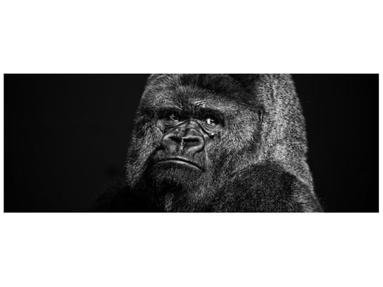 Fototapeta Gorilla Face, 2 elementy, 268x100 cm Oobrazy