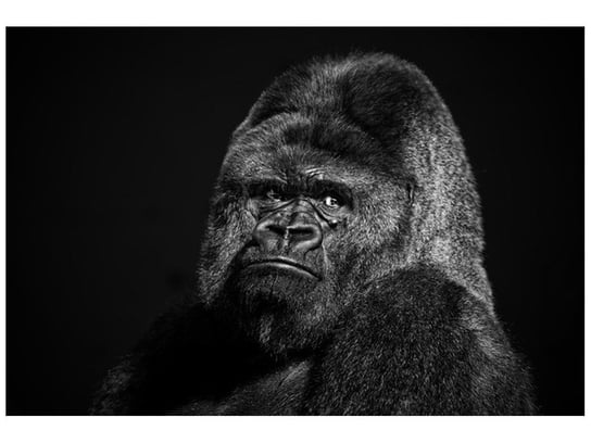 Fototapeta Gorilla Face, 200x135 cm Oobrazy