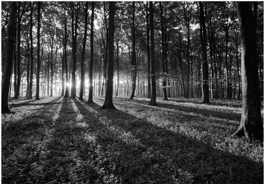 Fototapeta HD: Czarno-biały las, 200x140 cm zakup.se