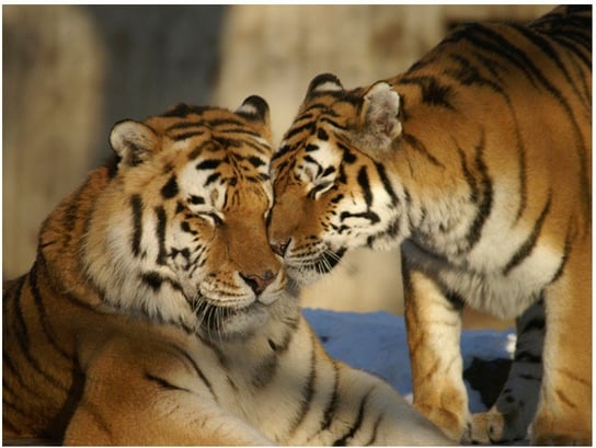 Fototapeta HD Dwa tygrysy, 300x231 cm zakup.se