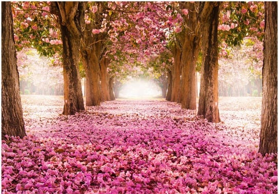 Fototapeta HD Dywan różowych kwiatów, 400x280 cm zakup.se