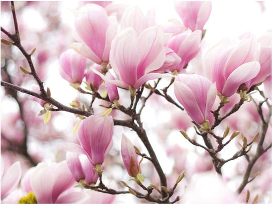 Fototapeta HD: Kwitnąca magnolia, 250x193 cm zakup.se